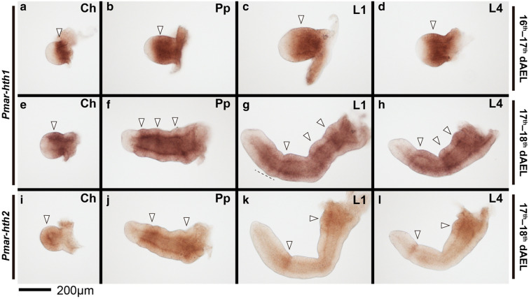 Fig. 9