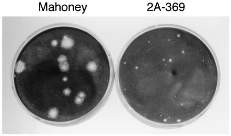 FIG. 4.