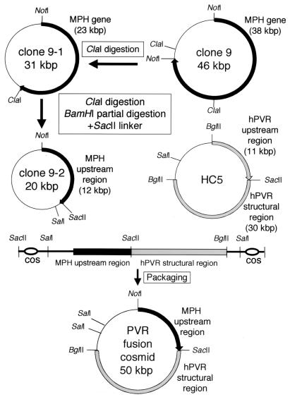 FIG. 1.