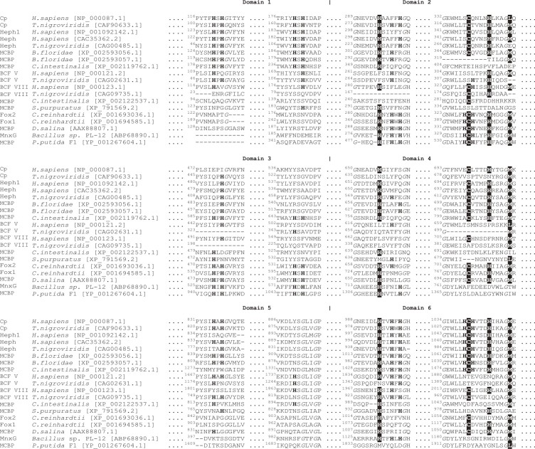 Amino acid sequence alignment of copper-binding centers of MCBPs from remote phylogenetic lines.