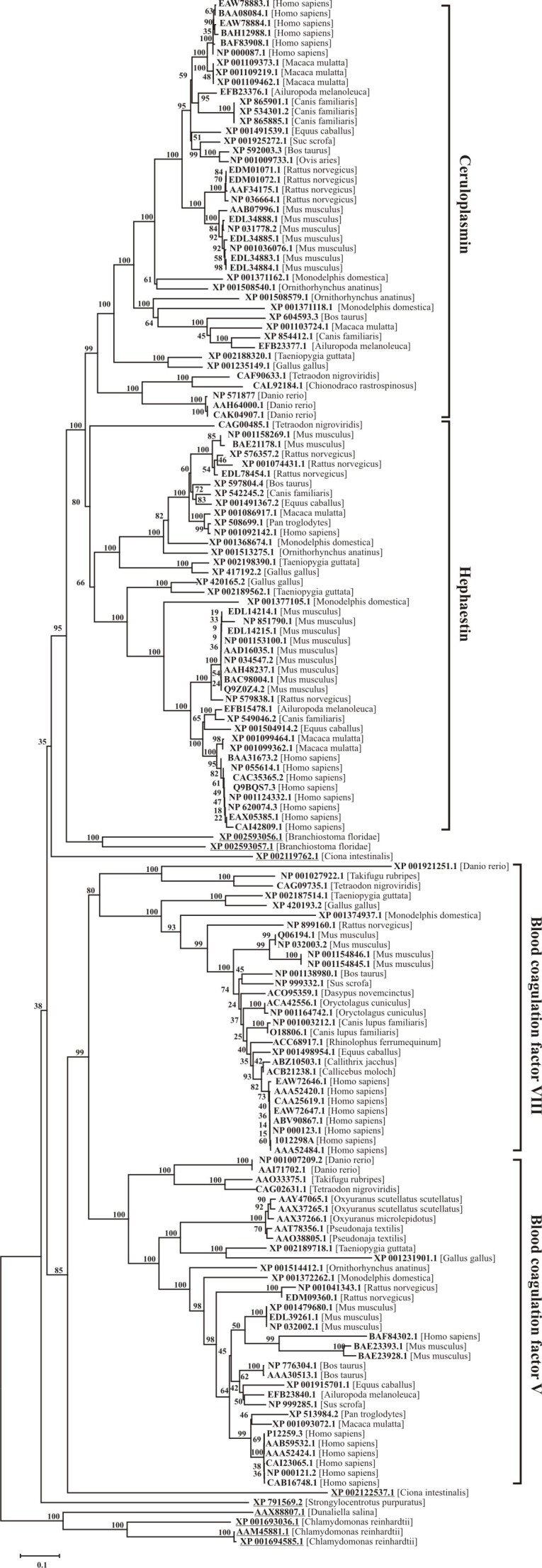 Neighbor-joining phylogenetic tree for 157 eukaryotic six-domain multicopper blue proteins.