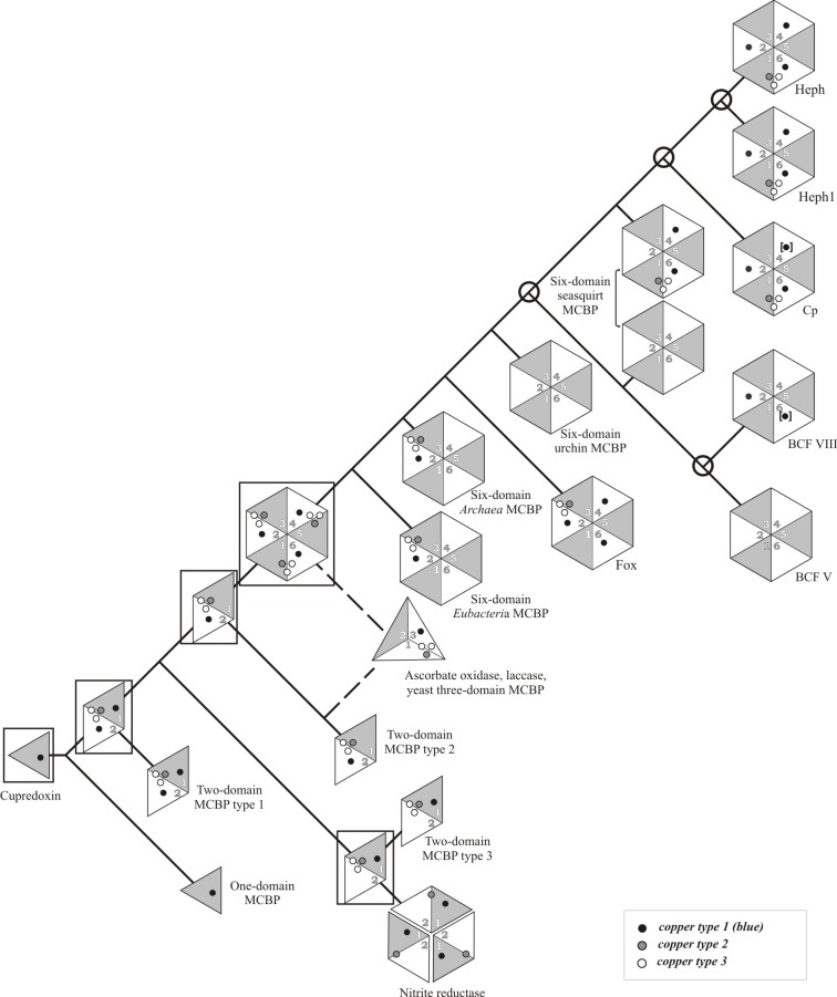 The general scheme of six-domain MCBPs evolution.