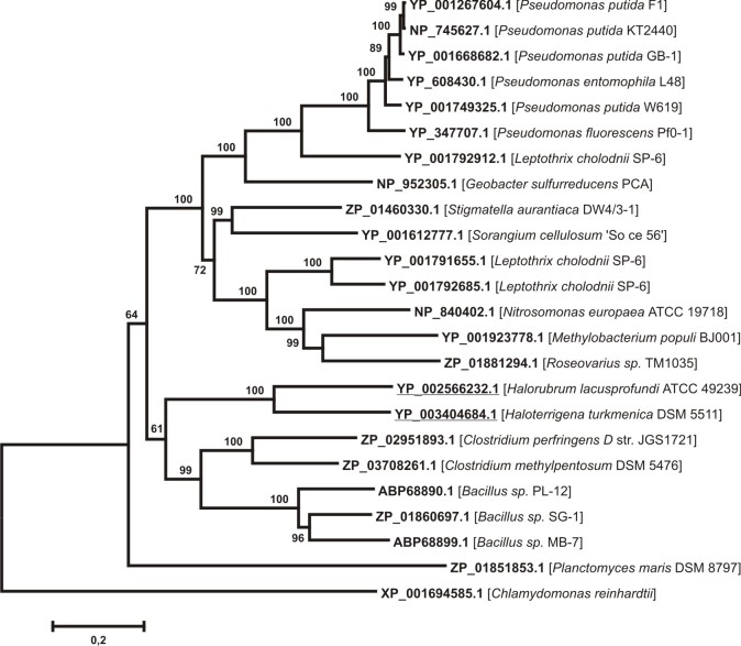 Neighbor-joining phylogenetic tree for 23 putative prokaryotic six-domain multicopper blue proteins, homologous to Mn-oxidase