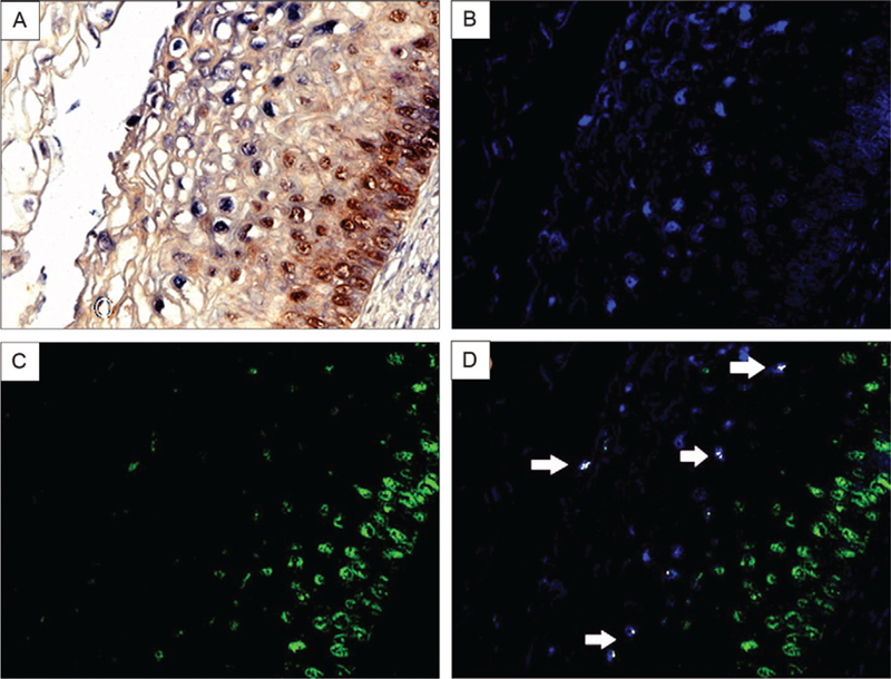 Fig. 3: