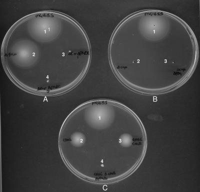 FIG. 2.