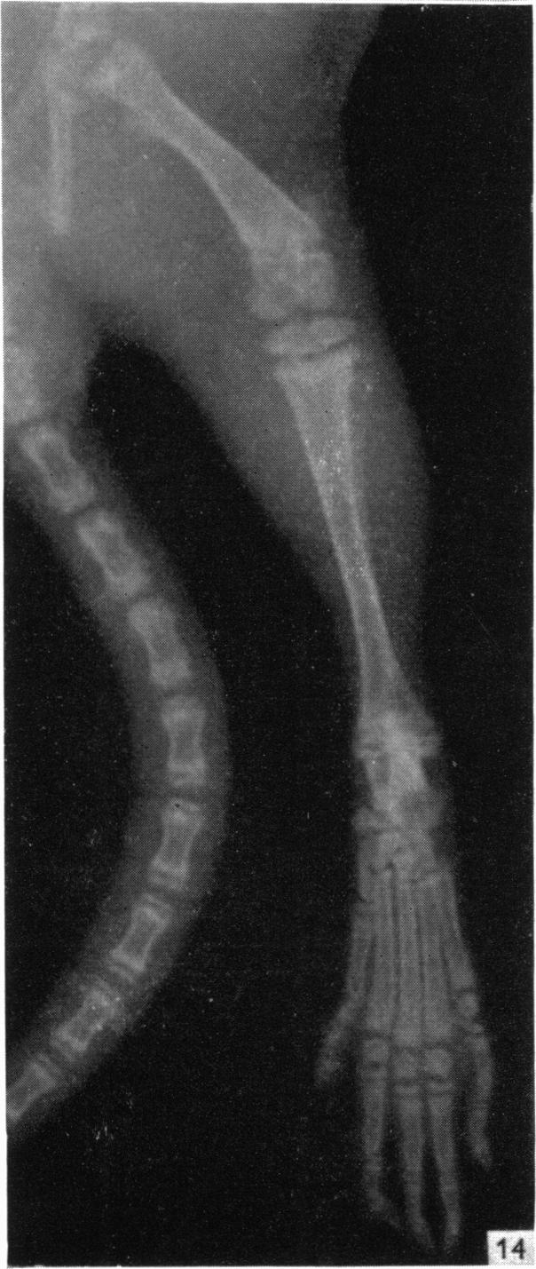 Fig. 14