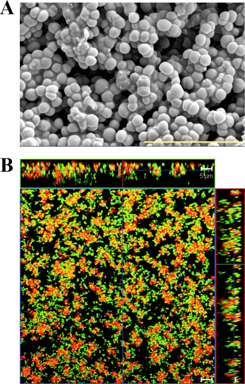 FIG. 2.