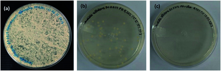 Fig. 12