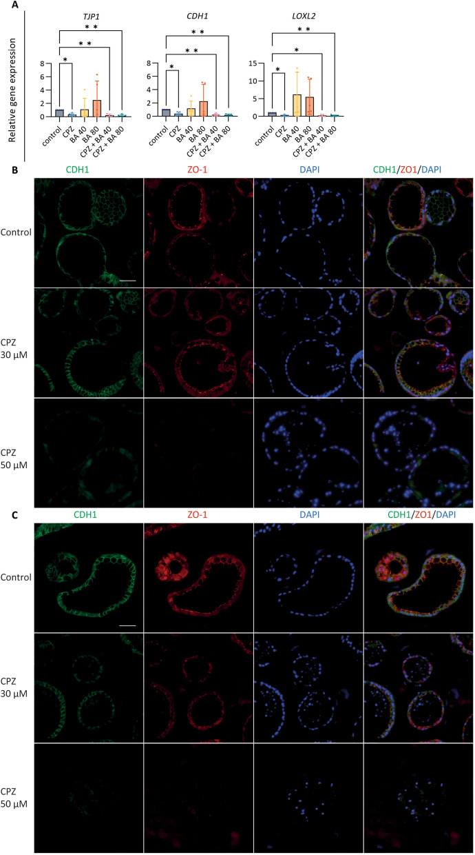 Fig. 4