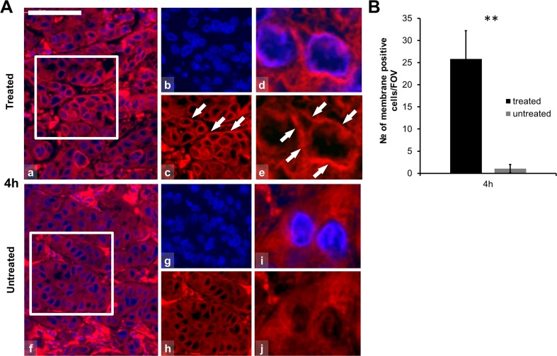 Fig. 4