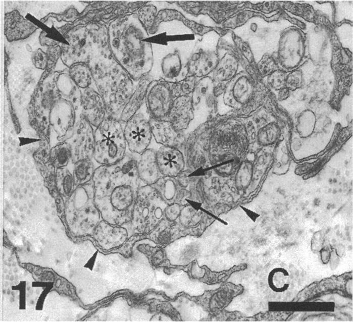 Fig. 17