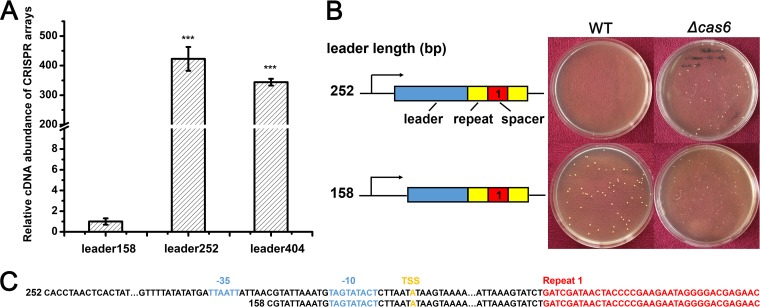 FIG 1 