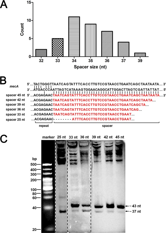 FIG 5 