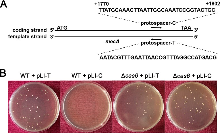 FIG 3 