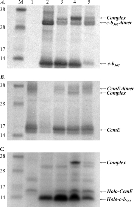 FIGURE 2.