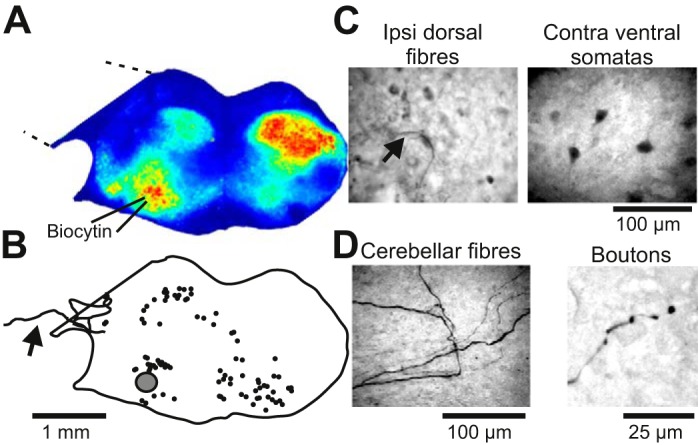 Fig. 4.