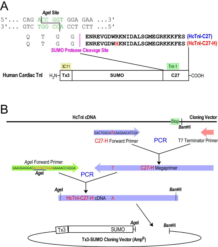 Figure 2: