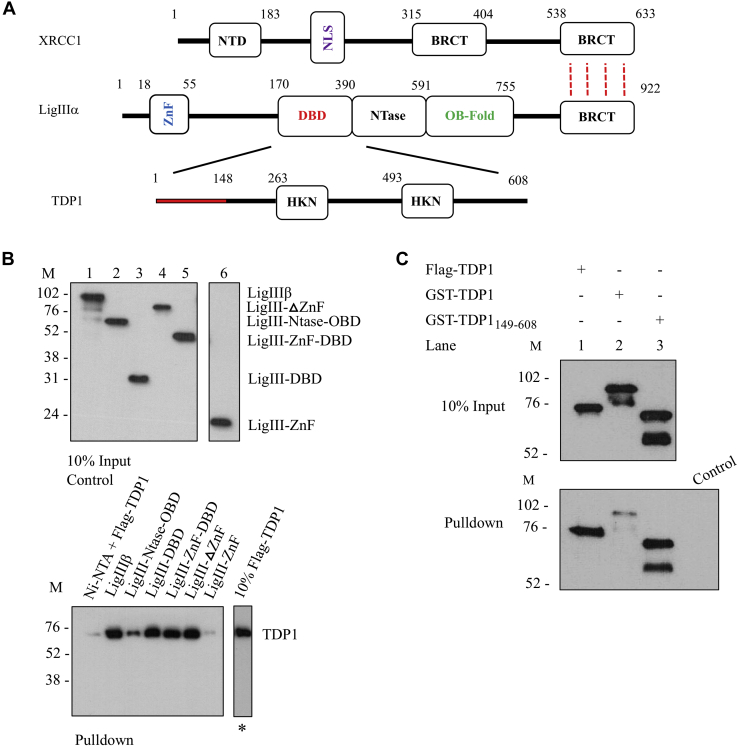 Figure 1