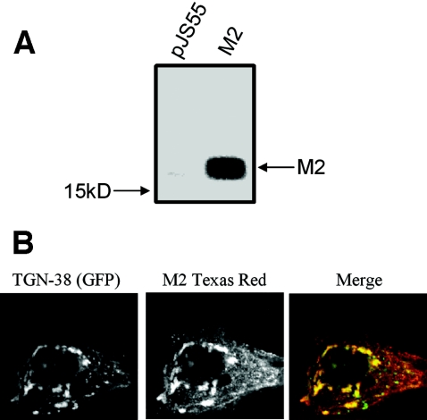 FIG. 2.