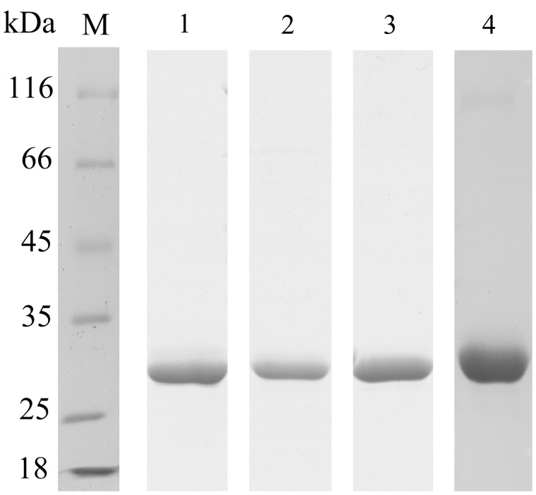 FIGURE 4