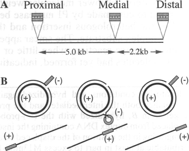 graphic file with name pnas01090-0319-a.jpg