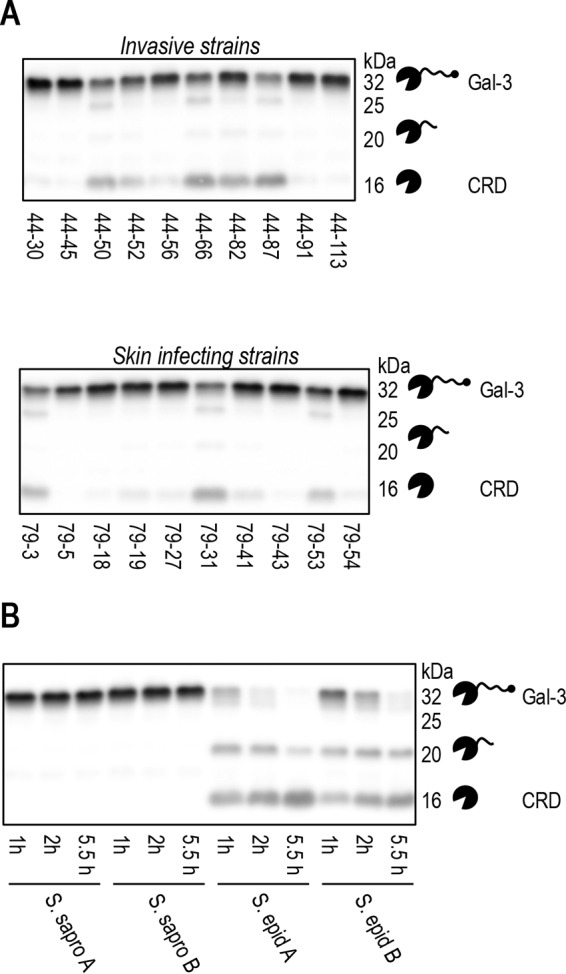 FIG 4