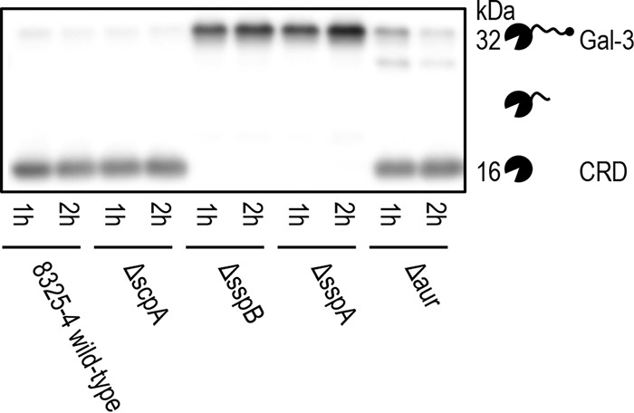 FIG 3