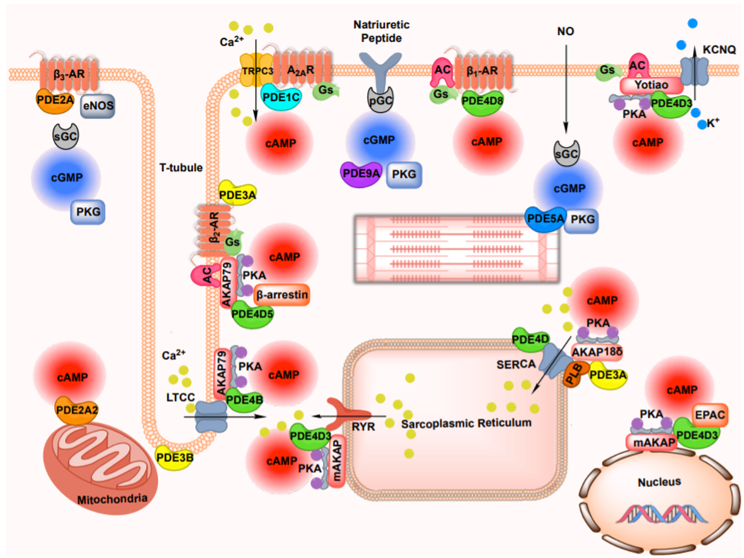 Figure 1: