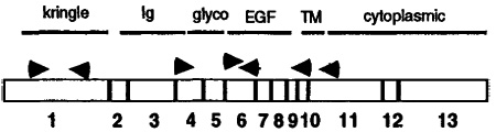 graphic file with name nihms111866t1.jpg