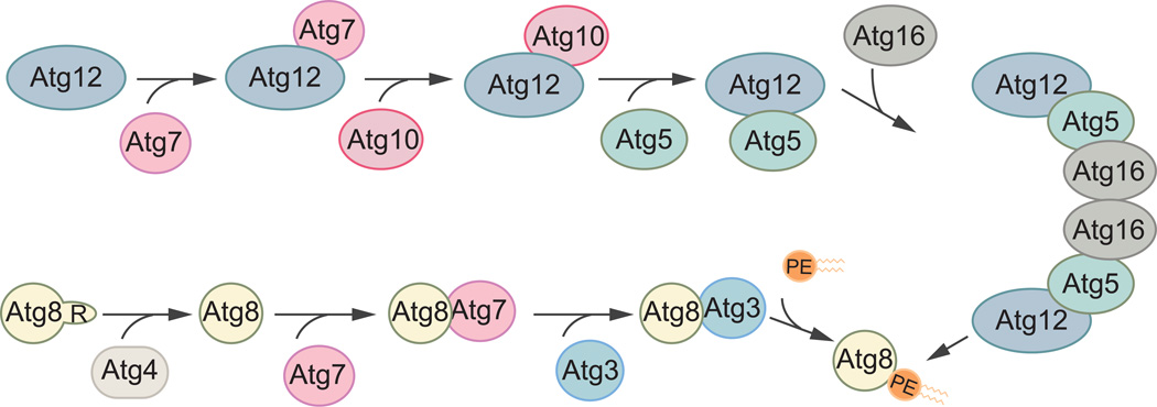 Fig. 4