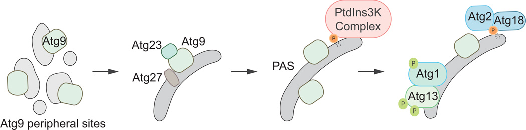 Fig. 5