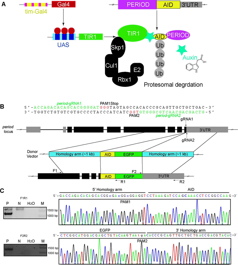 Figure 1.