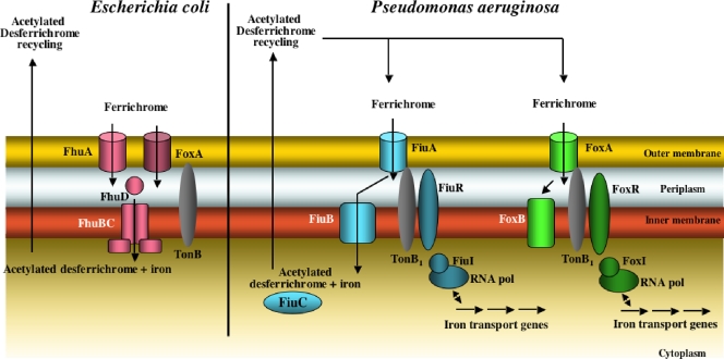 FIG. 8.