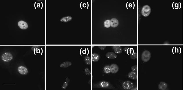 FIG. 8.