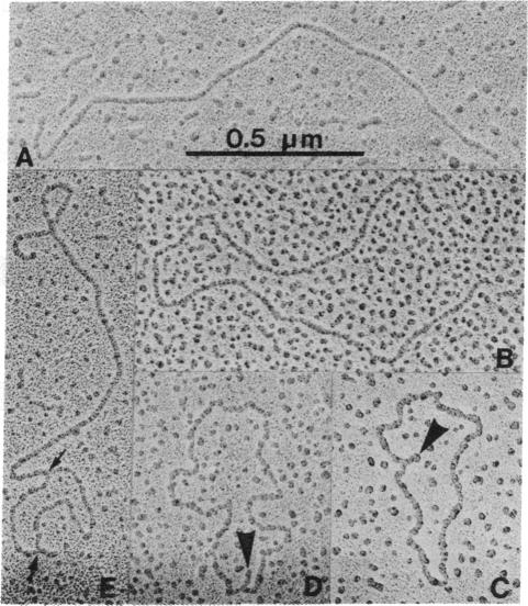 graphic file with name pnas00440-0025-a.jpg