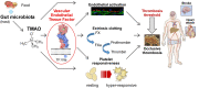 Graphical Abstract