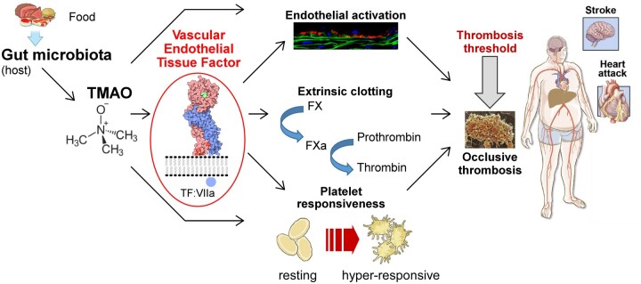 Graphical Abstract