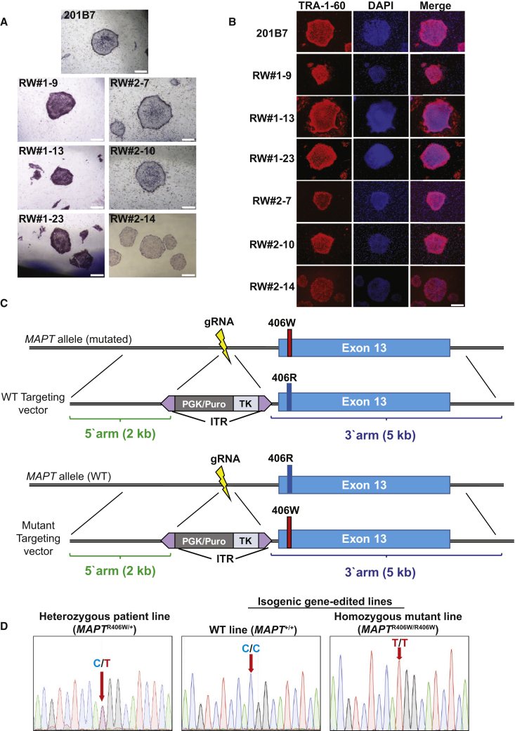 Figure 1