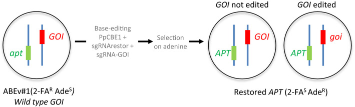 Fig. 7