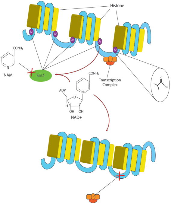 The Critical Role of the Sirtuin Pathway in Aging and Alzheimer Disease ...