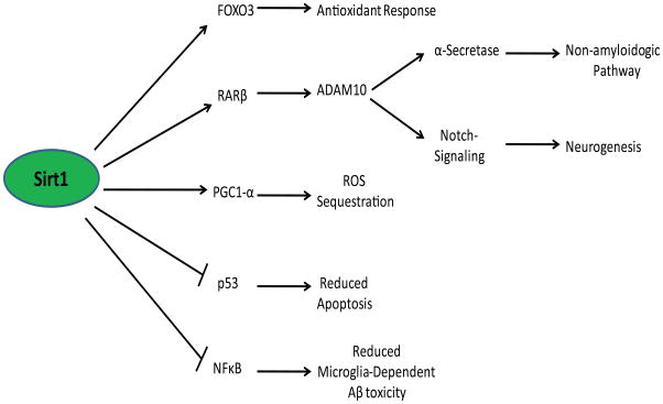 The Critical Role of the Sirtuin Pathway in Aging and Alzheimer Disease ...