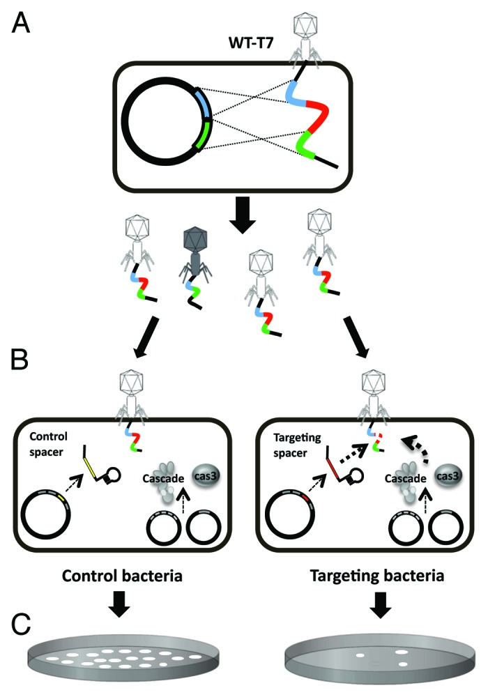 graphic file with name rna-11-42-g1.jpg