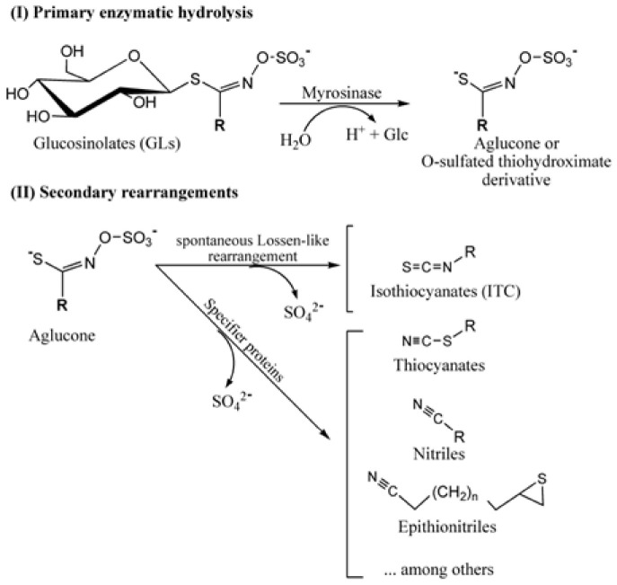 SCHEME 2