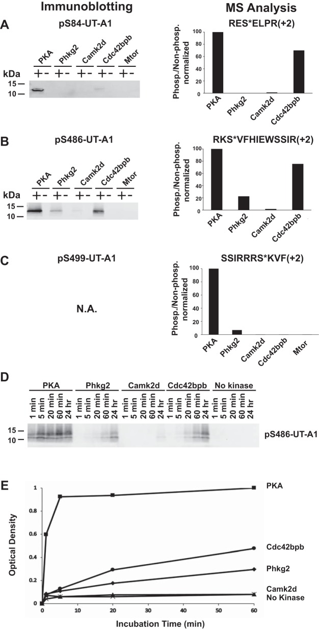 Fig. 12.