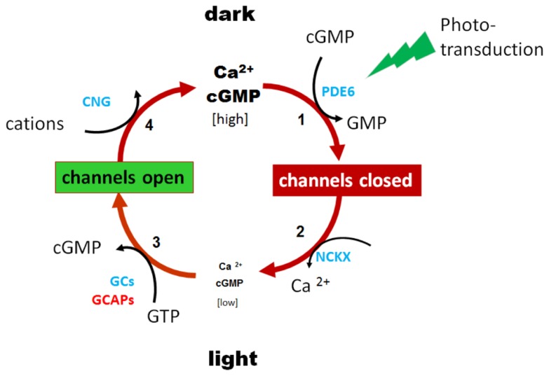 FIGURE 1