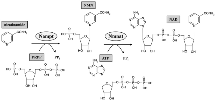 Figure 1.