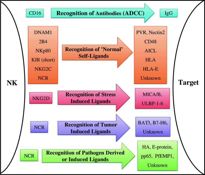 Fig. 1