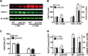 Figure 4.