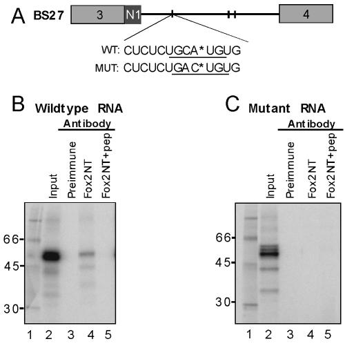 FIG. 5.