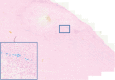 Figure 4b: